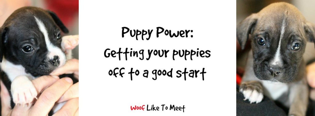 puppypower