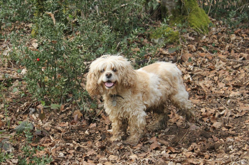 tilly