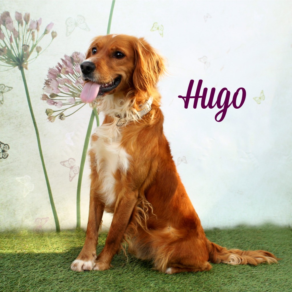 hugo21