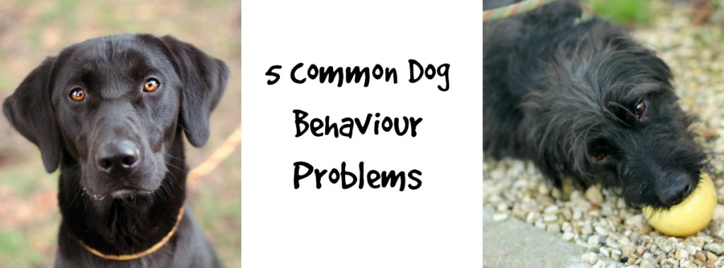 FBnote5commondogbehaviourproblems
