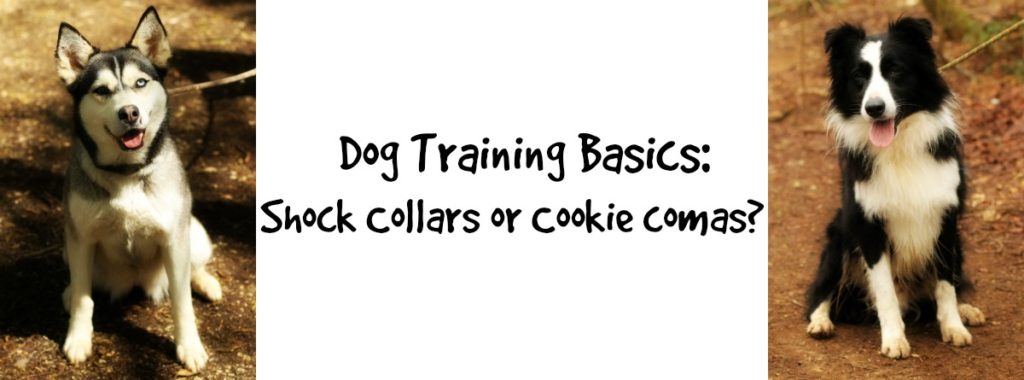 Dogtrainingbasics