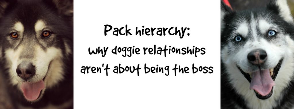 doggie relationships