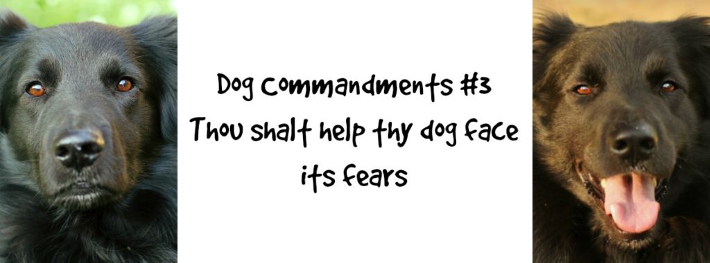 dogcommandments3