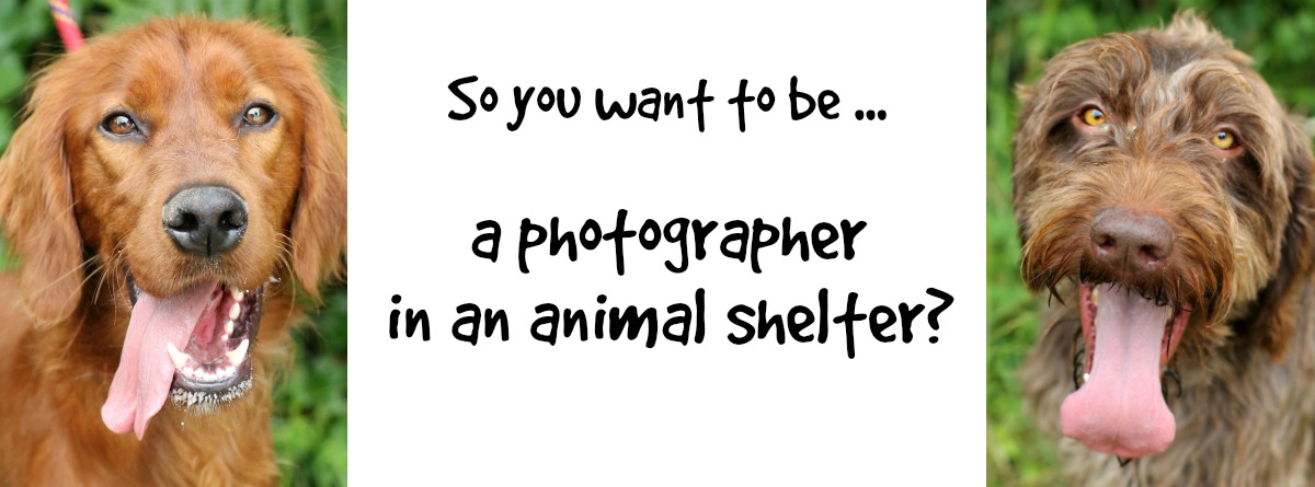 So you want to be a photographer in an animal shelter? - Woof Like To Meet