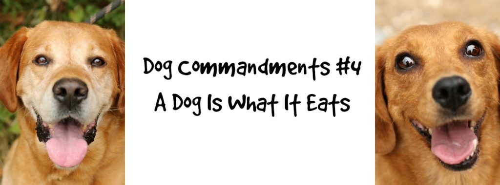 dogcommandments#4