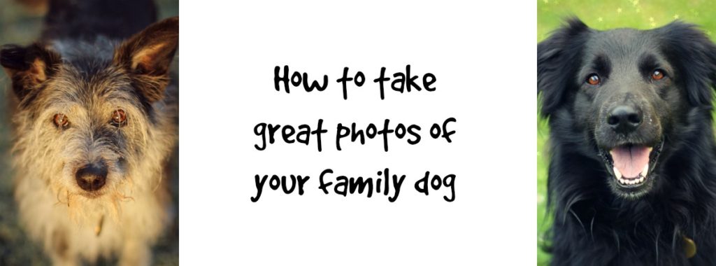 familydogphoto