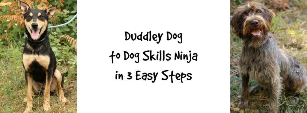 dogskillsninja