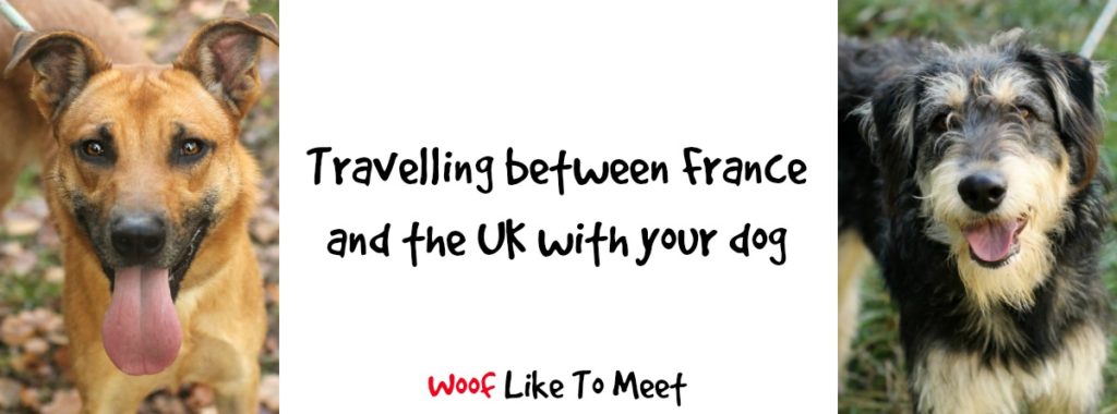 travelling-dogs