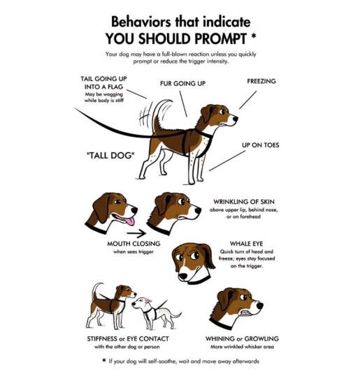 Barrier Frustration and Barrier Aggression Woof Like To Meet