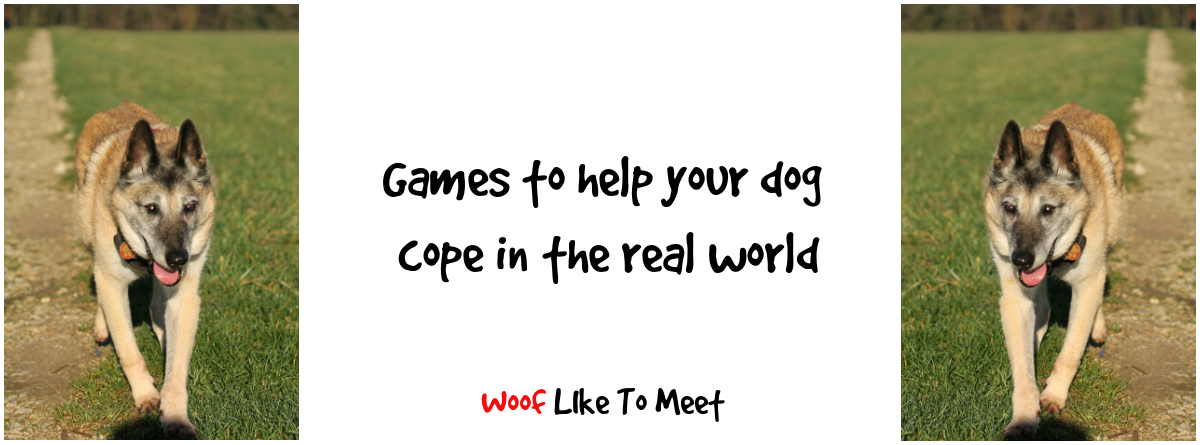 Why Your Dog Needs Its Own Video Games, and How They May Even Be