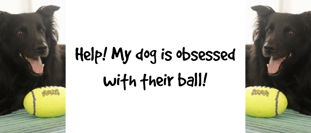 Best Herding Ball For Dogs & More Toys To Keep Your Herding Breed Engaged