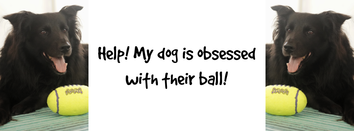 Best Herding Ball For Dogs & More Toys To Keep Your Herding Breed Engaged