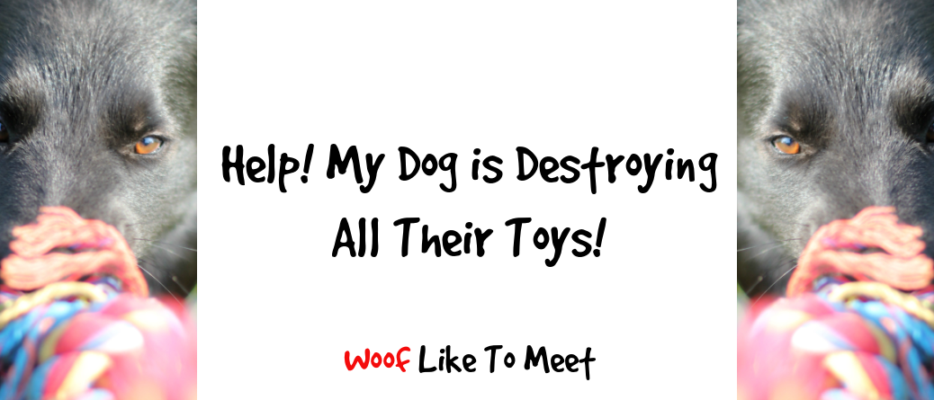 Should I Let My Dog Destroy His Toys? - SpiritDog Training