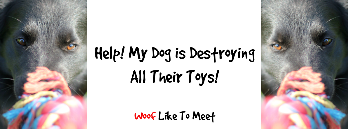 Enrichment toys that my dog can..tear apart? : r/dogs
