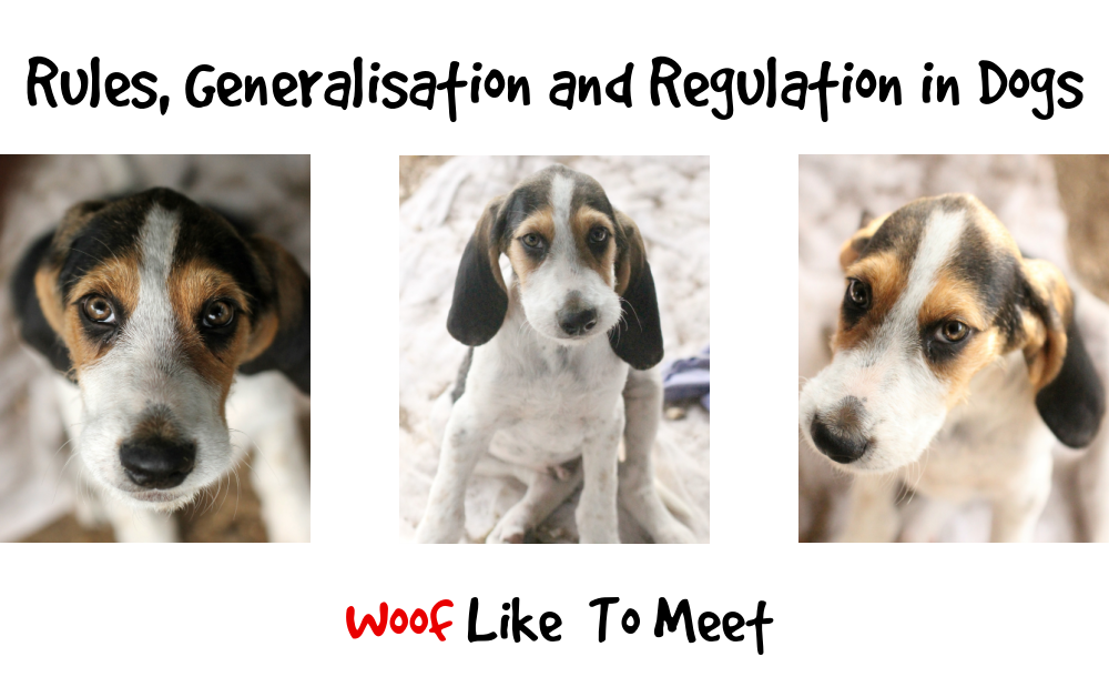 The Lassie effect: Movies drive our preference for certain dog breeds, Science